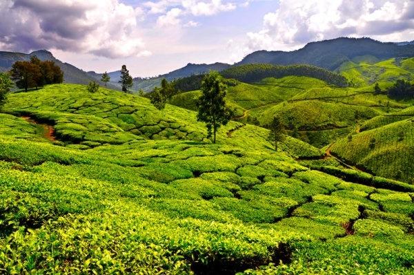 Sikkim Darjeeling Combo - 6 Days