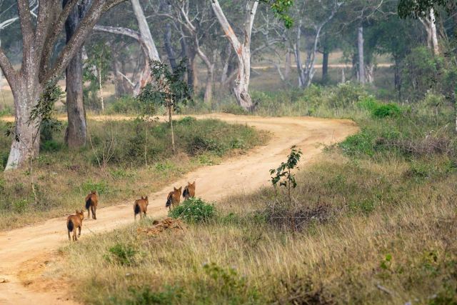 Bandipur Safari Lodge — grounds and approach