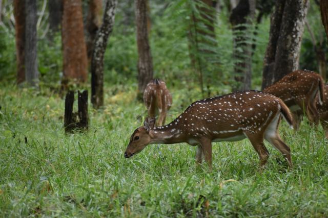 Bandipur Safari Lodge — pool and outdoor spaces