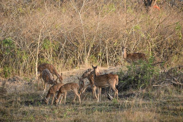 Bandipur Safari Lodge — Resort exterior at Bandipur National Park, near Gopalaswamy Betta
