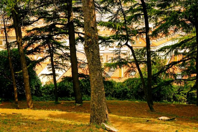 The Chail Palace — pool and outdoor spaces