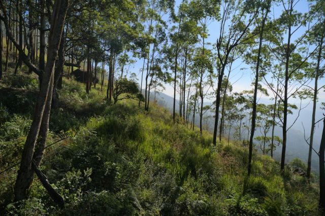 Evolve Back, Coorg — surrounding landscape