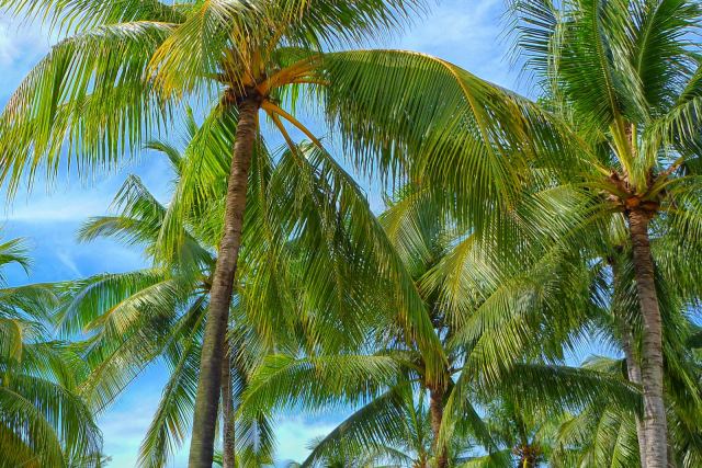 Grand Hyatt Goa — the surrounding landscape at Bambolim, North Goa