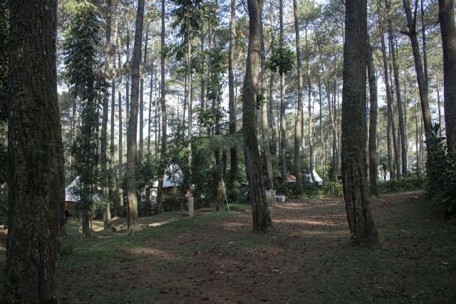 Pinewood Hotel — surrounding landscape