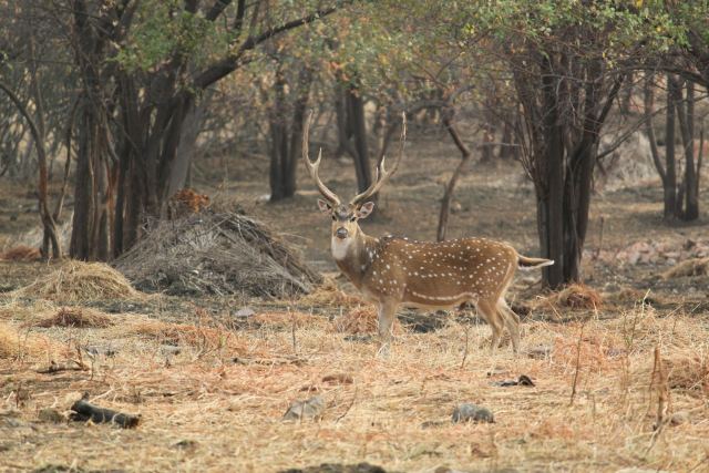 Svasara Jungle Lodge, Tadoba — surrounding landscape