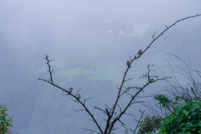 The Machan — grounds and approach