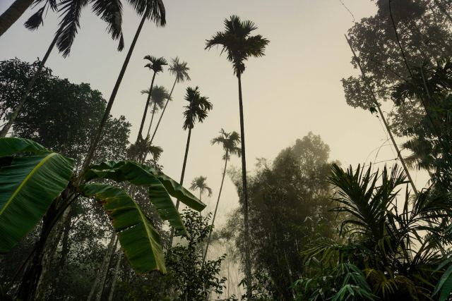 Vythiri Resort — surrounding landscape