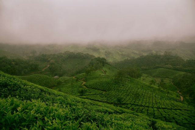 Windermere Estate — Villa exterior at Pothamedu, Munnar, Idukki district